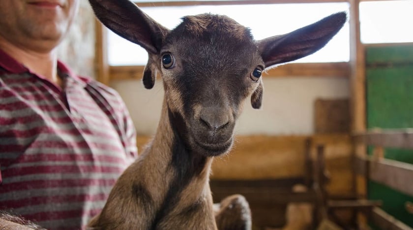 На Прикарпатті відкрили ферму кіз зааненської породи
