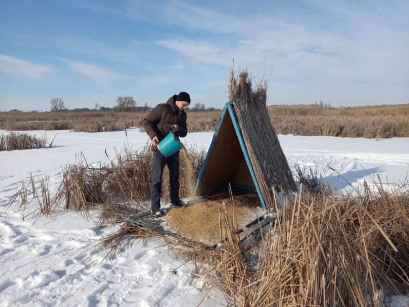 На Кіровоградщині облаштували будинки-годівниці і підгодовують лебедів