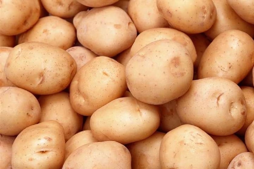 Українські селекціонери створили новий сорт картоплі «Княгиня»