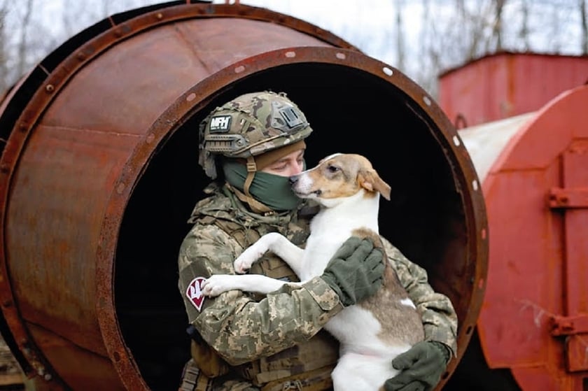 Армійці фотосесією з безпритульними тваринами допомагають знайти їм родину