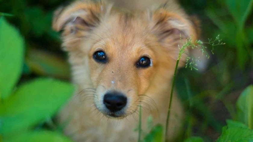 Таксі та благодійники об’єдналися: запускають безкоштовні поїздки для опікунів безпритульних тварин