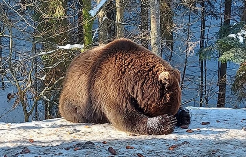 Ведмеді парку «Синевир» залягли до зимового сну (ФОТО)