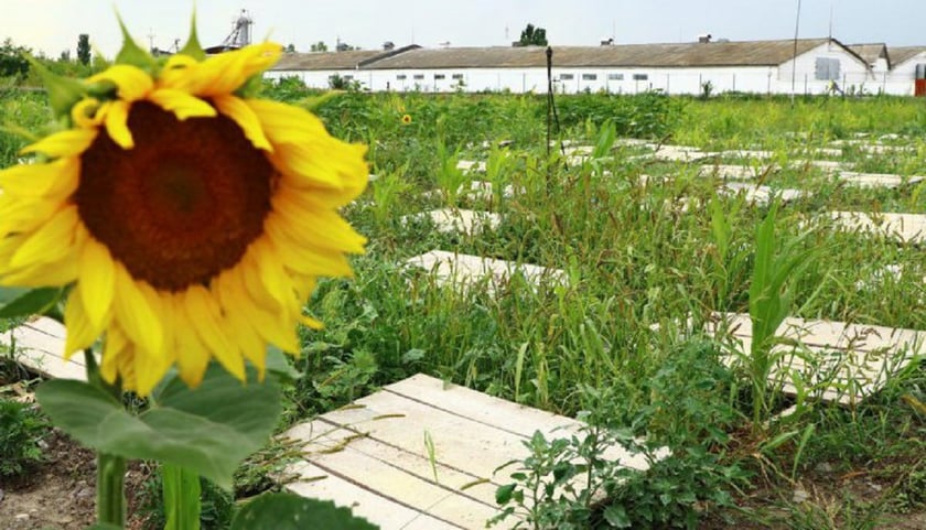 Спаржа, амарант і зелень: назвали найприбутковіші напрямки для фермерів України