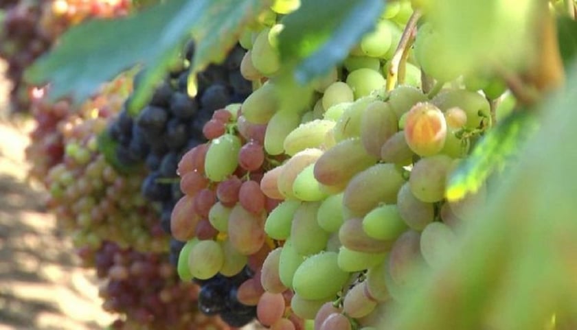 Як родина фермерів на Вінниччині вирощує 150 елітних сортів винограду