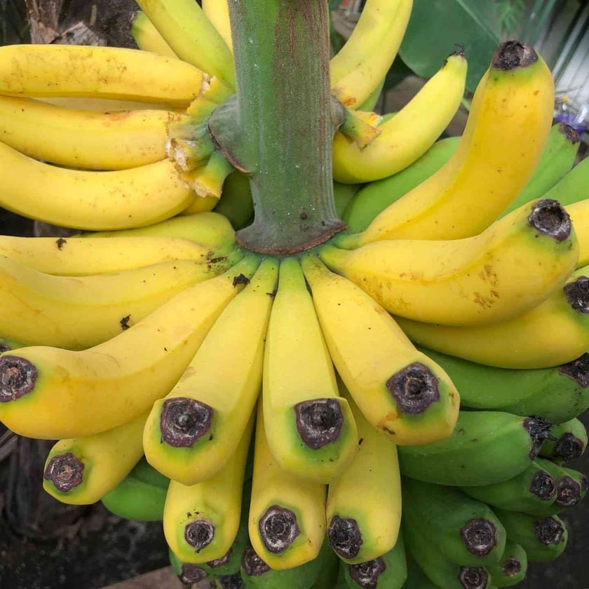 В етнографічному комплексі під Києвом стигнуть банани (ФОТО)