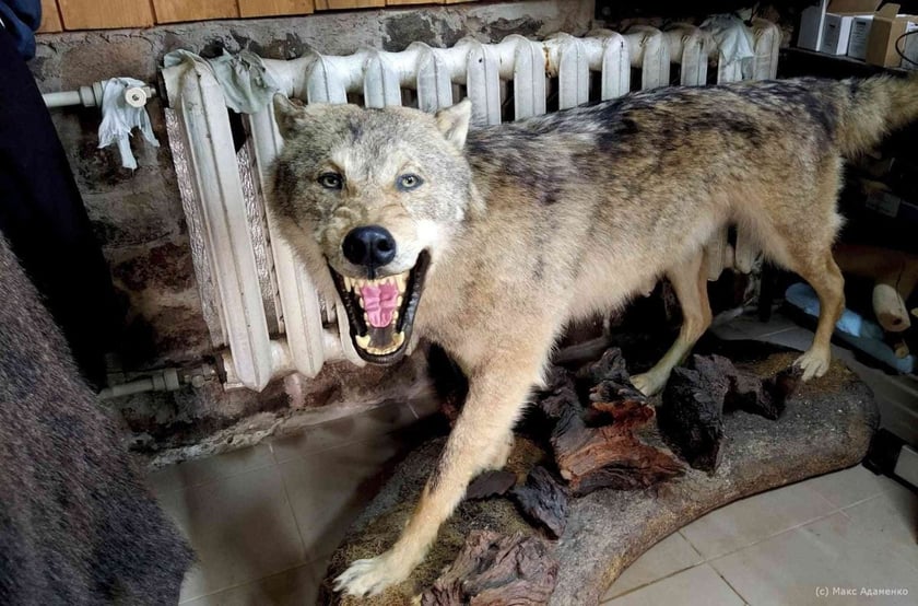 Закарпатський майстер виготовляє опудала тварин із штучних матеріалів (ФОТО)