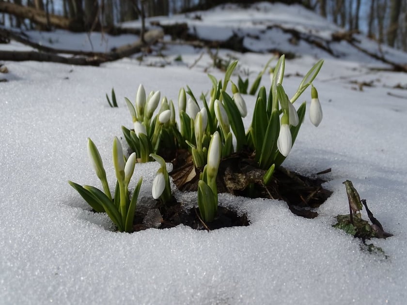 У Холодному Яру почався сезон квіту підсніжників (ФОТО)