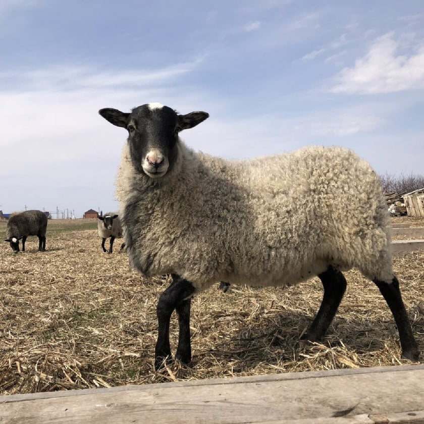 На Хмельниччині зводять ферму на 10 тисяч овець