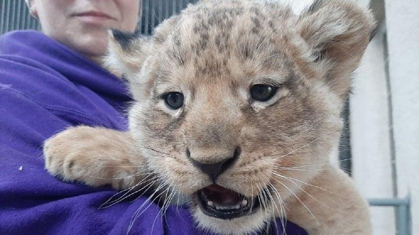 У Миколаївському зоопарку показали новонароджених левенят