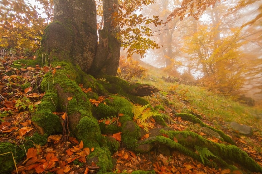 Година Землі 2021: як долучитися до збереження українських старовікових лісів