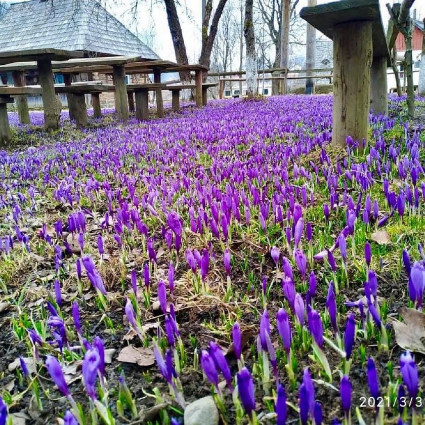 На Закарпатті цвіте Долина шафранів у Колочаві