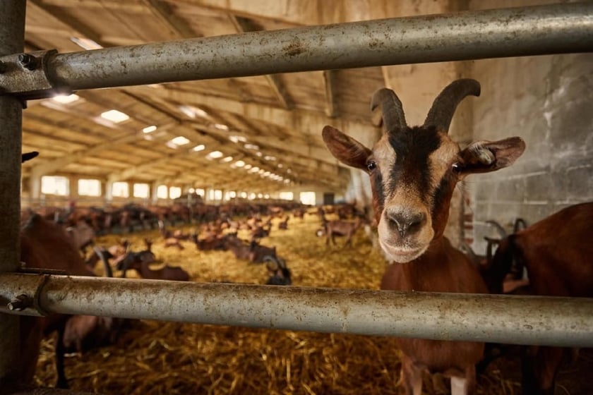 Проєк «Гастромандри Львівщиною» об’єднав 26 фермерських господарств