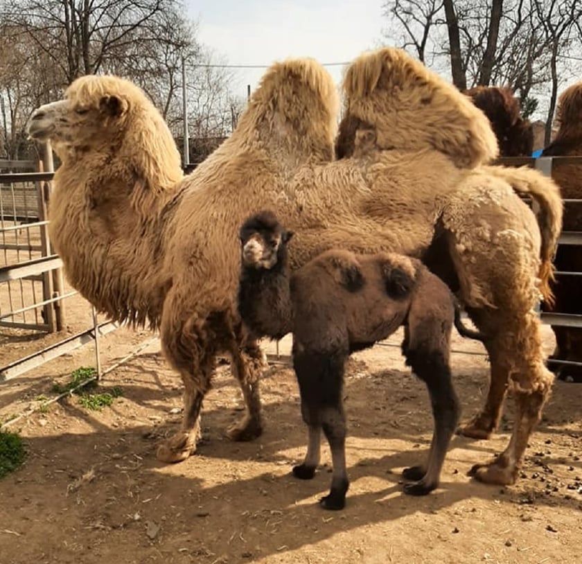 В Одеському зоопарку народилося миле верблюденя (ФОТО)