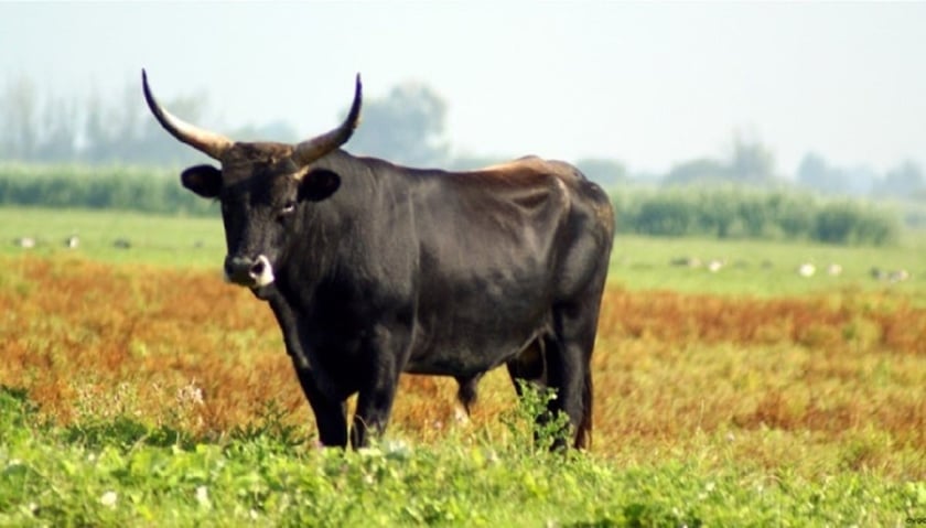 У Чернігівському парку природи у туроподібних биків народилися троє телят