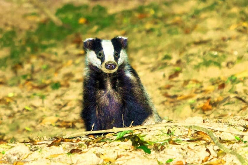 Показали борсука з Чорнобильського заповідника