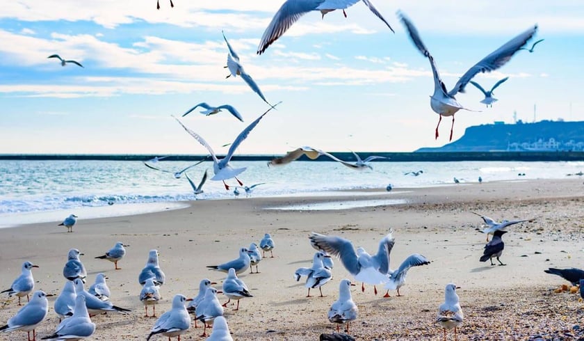 «Укрзалізниця» запускає нові рейси до моря на літній період