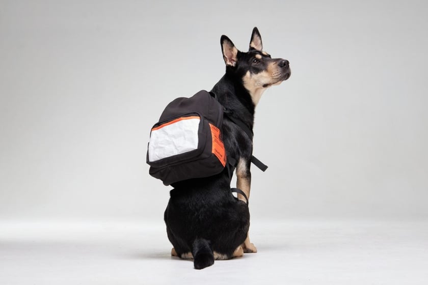 Українка створила бренд рюкзаків та худі для собак