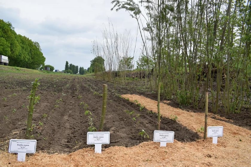 На Київщині відкрили перший в Україні полігон з енерговербою
