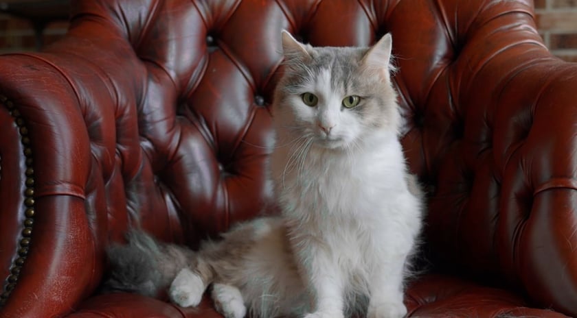 Рух UAnimals ініціював соціальний проєкт «Зупини холостяка»