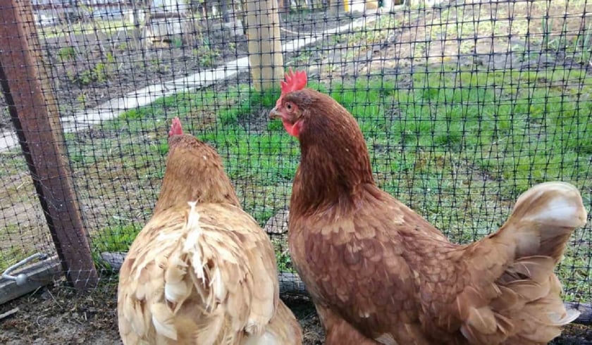 Пенсіонер із Вінниці збудував енергоощадний VIP-курник (ВІДЕО)