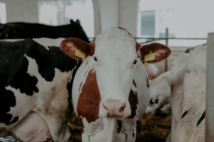 В Україні запустили першу лінію з виготовлення низькоалергенного молока А2