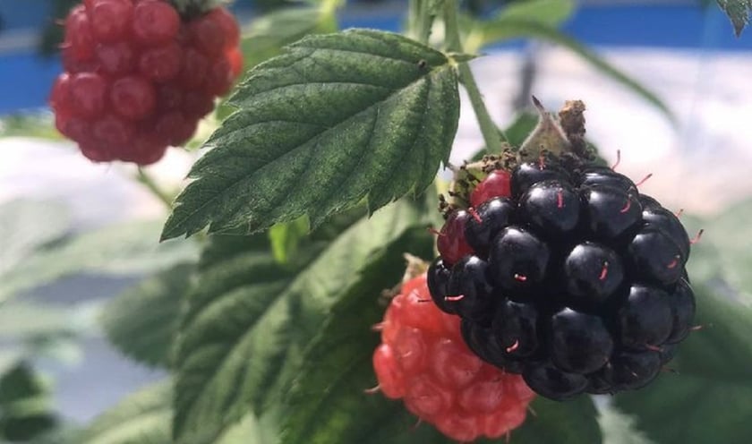 Українська компанія збирає ожину в теплиці 4 рази на рік