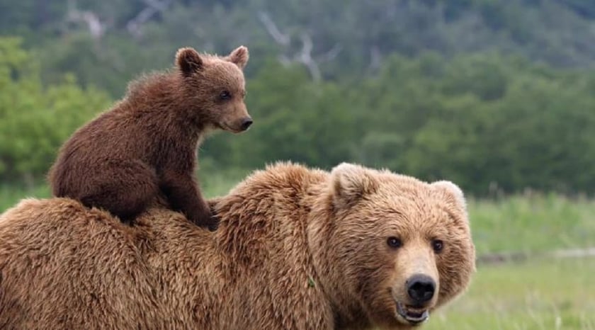 Укрзалізниця передасть двох ведмедів нідерландському зоопарку