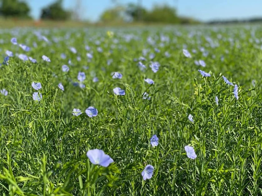 «Дунайський аграрій» почав вирощувати органічний льон