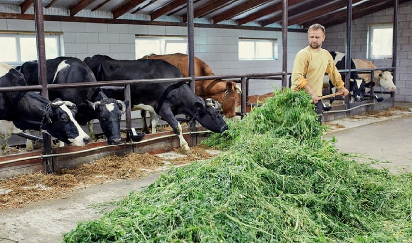 У травні в Україні відкрили 8 сімейних молочних ферм