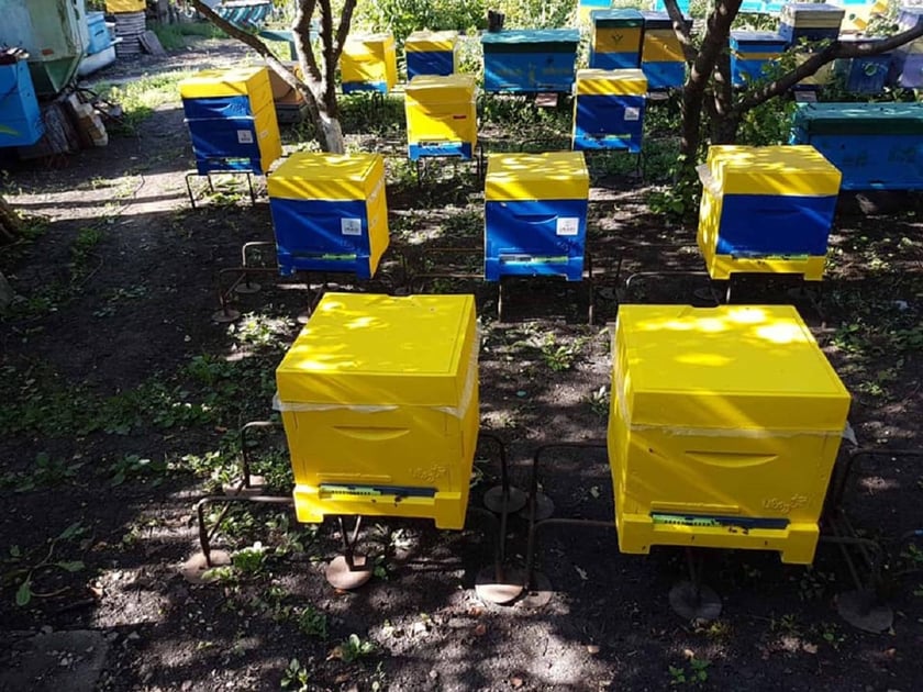 На Луганщині в аграрному ліцеї створили навчальну пасіку