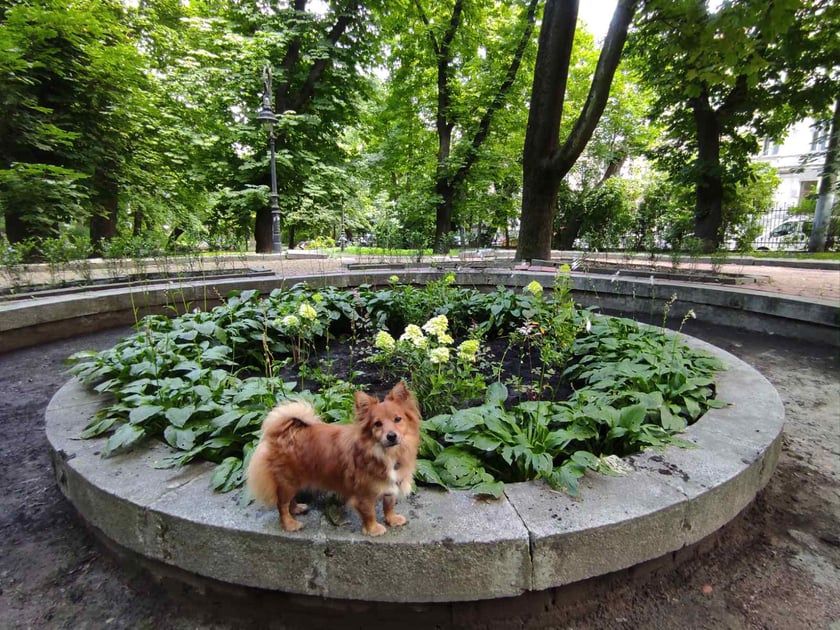 У львівському парку з’явився «квітковий фонтан» (ФОТО)
