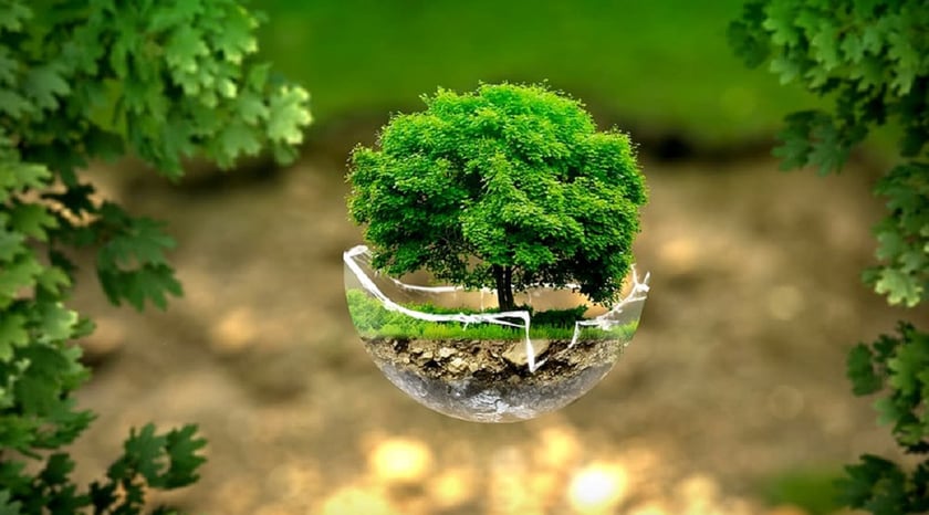 Фонд «Відродження» оголосив гранти з метою охорони довкілля