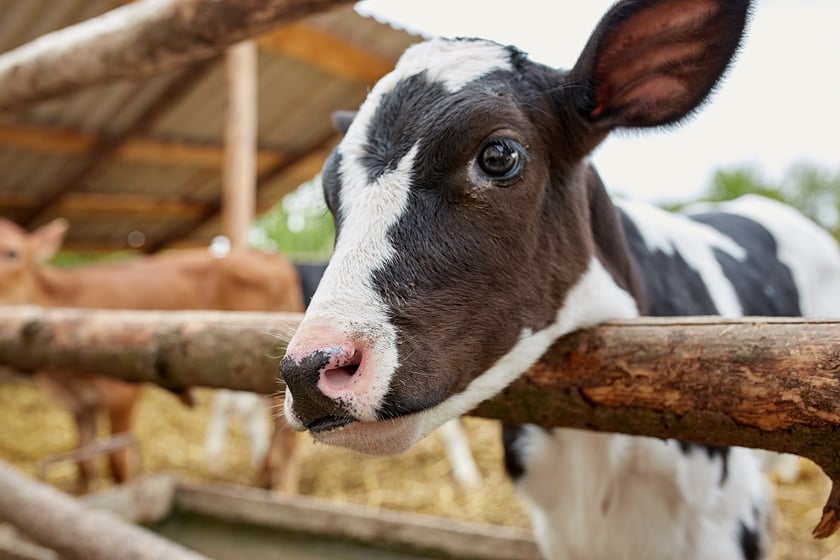 На Полтавщині відкрили першу сімейну молочну ферму
