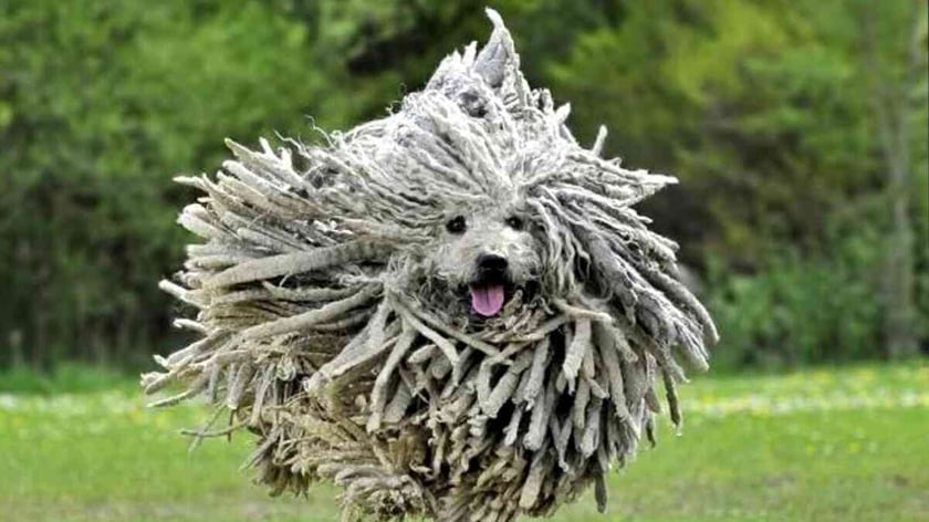 У Львові створюють перший в Україні сенсорний сад для собак