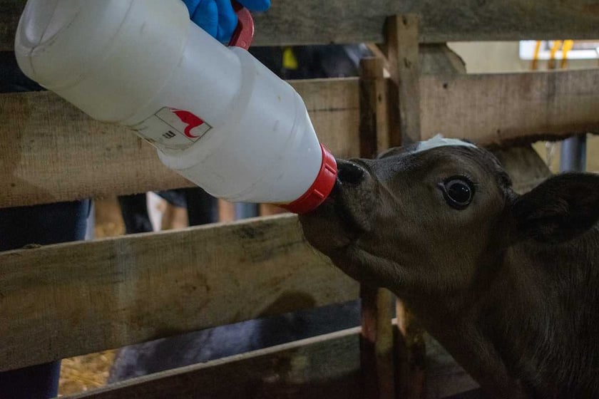 Учасник проєкту «Сімейні молочні ферми» почав виробляти екстра-молоко