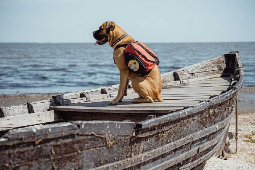 На Одещині знімають дитячі екопрограми про рідкісних тварин дельти Дунаю