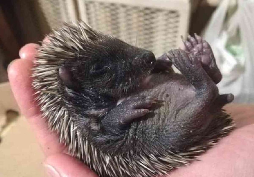 Киянин облаштував єдиний в Україні притулок для їжаків (ФОТО)