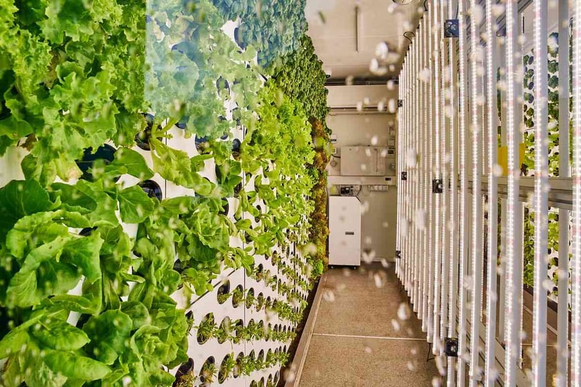 У Дніпрі з’явилася перша в Україні вертикальна зелена ферма