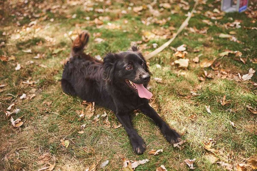 У Києві організовують ZooFest «Зустрінь друга»