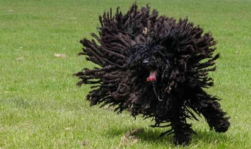 У Чернівцях запрошують на артпікнік, де безкоштовно чіпуватимуть чотирилапих