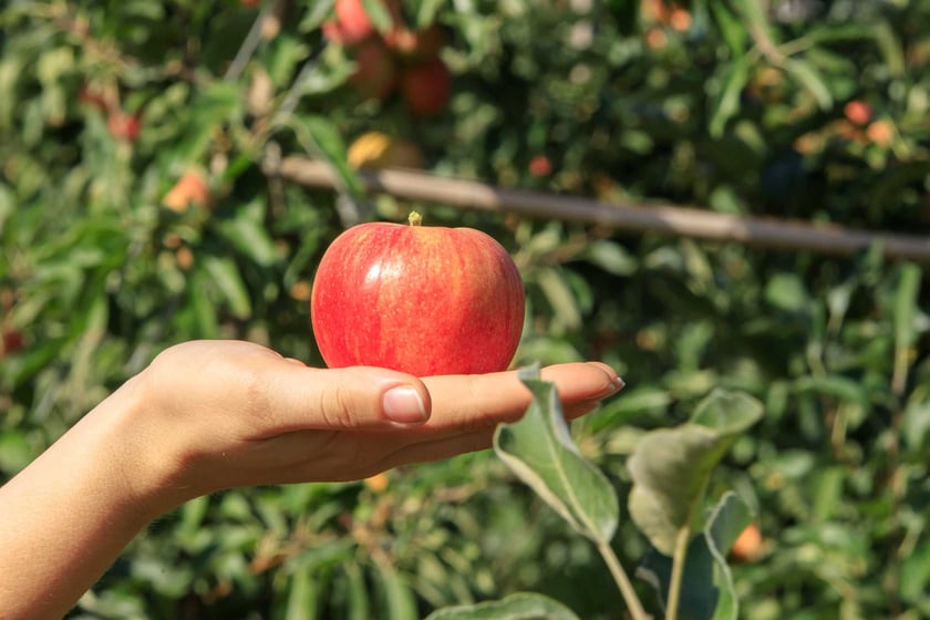 Українські яблука компанії «Сади Дніпра» вперше експортували в ДР Конго
