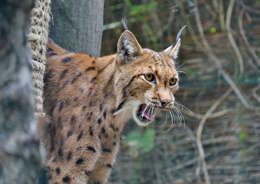 У Чорнобилі знайшли 11 рисей та закликають українців вигадати для хижих кицьок імена