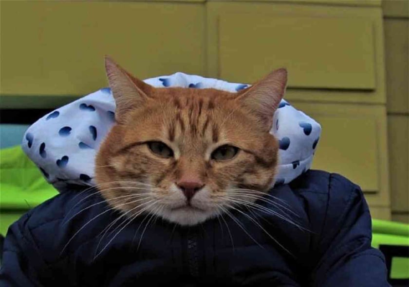 В Україні з’явився перший соціалізований кіт-рекордсмен