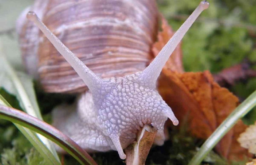 Українська компанія з виробництва равликів відкрила склад в Іспанії