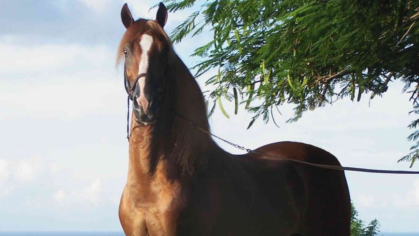 Українські генетики з’ясували походження найкрасивіших коней у світі