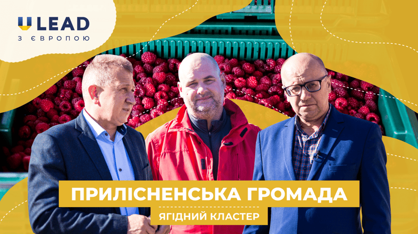 Громада на Волині зайнялася ягідним виробництвом і тепер тоннами експортує продукцію