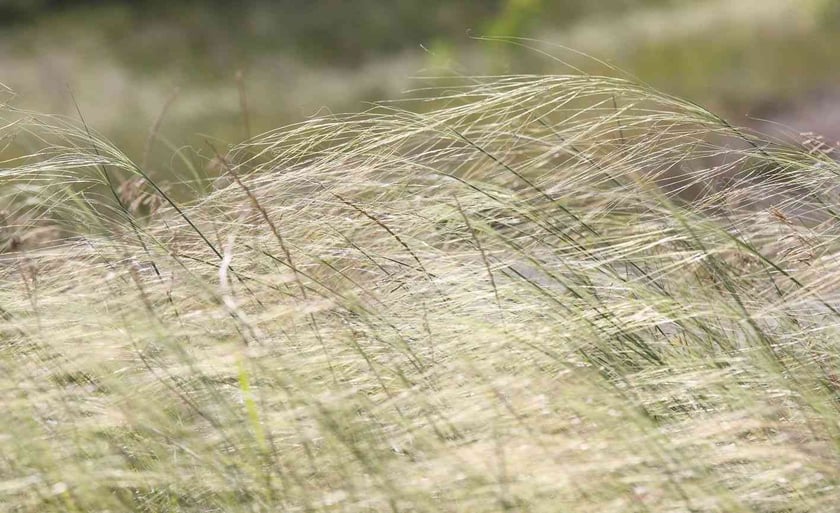 На Донеччині створили новий ландшафтний заказник «Новотроїцький»