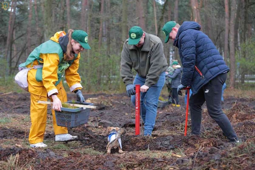 На Львівщині в «Лісі Перемоги» за добу висадили 50 тис. дерев