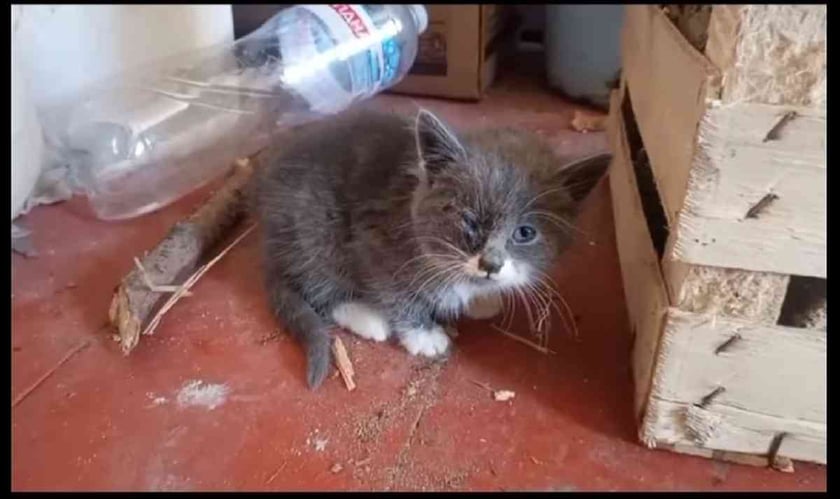 Десантники 80 ОДШБр просять знайти дім для кошеня з деокупованої території