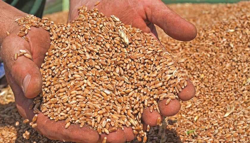 ЄС виділяє 1 млрд євро на вивезення зерна з України